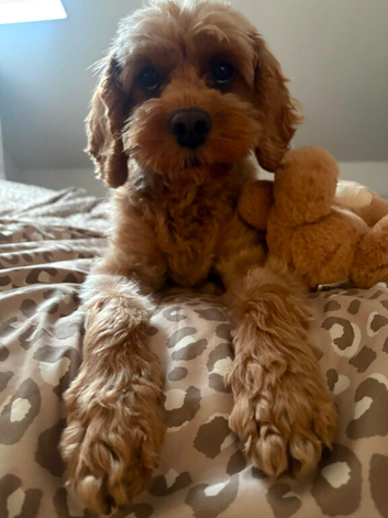 Beautiful Cavapoo puppies