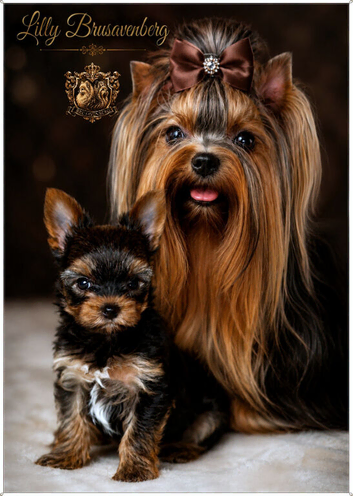 BABY FACE YORKSHIRE TERRIERS KC DNA TESTED PARENTS
