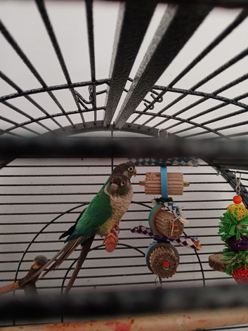 2 conures and cage