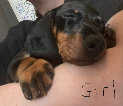 Two beautiful Black and Tan min Dachshunds