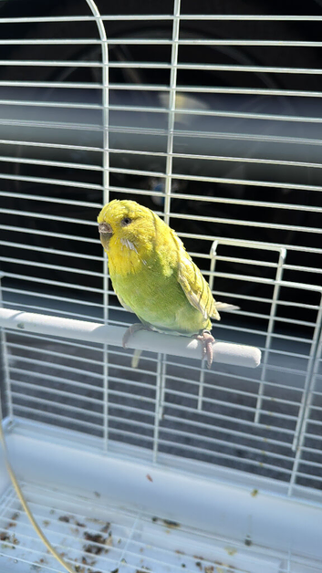 Female Budgie - beautiful yellow and green