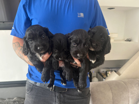 Cocker spaniel puppies