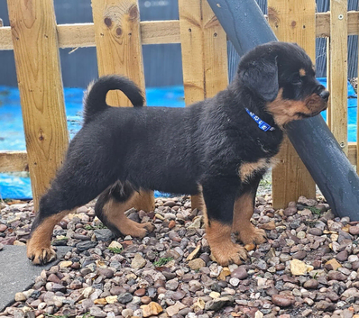 Top quality rottweiler puppies