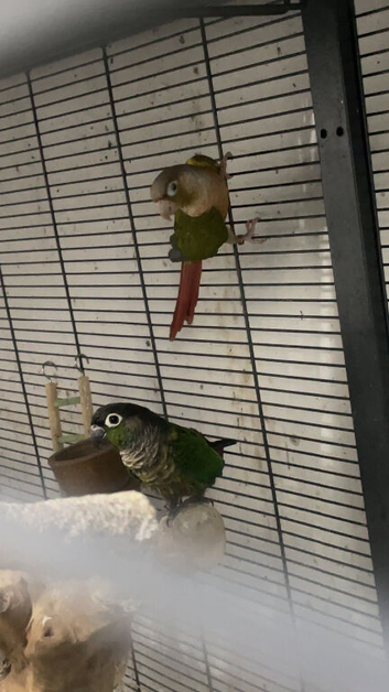 Conure (read entire description )