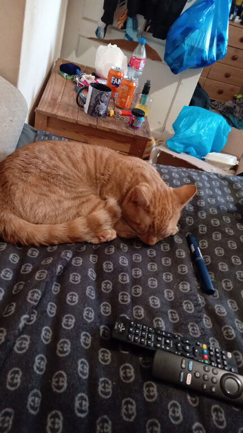 Ginger male