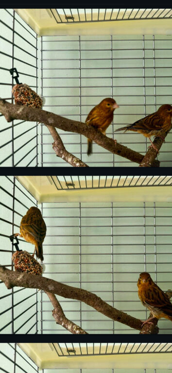 For sale canaries