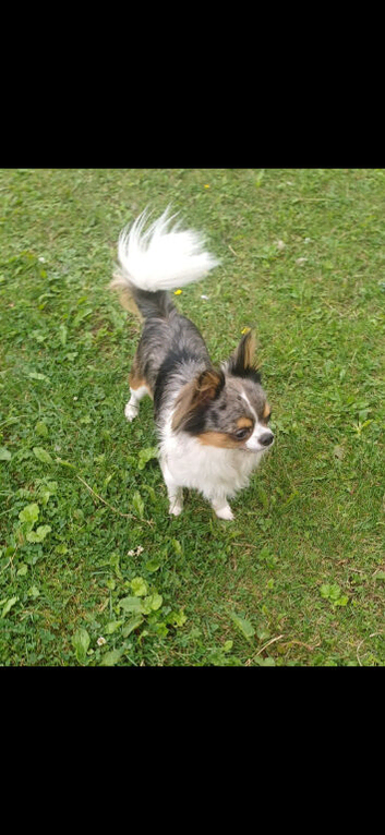 Beautiful chihuahua boy