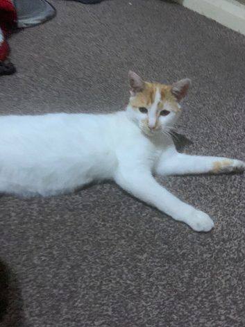 male 9 month old