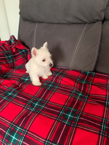 Beautiful Westie puppies