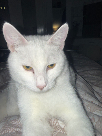 Leo - Turkish angora mix domestic tuxedo.