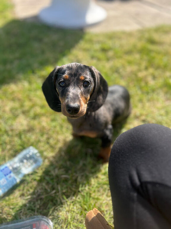 13 week old miniature dachshund