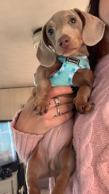 Miniature dachshund -reduced