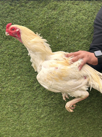 Imported pure breed parrot beak x German shamo