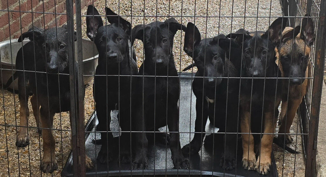 Belgian Malinois Puppies KNPV READY NOW