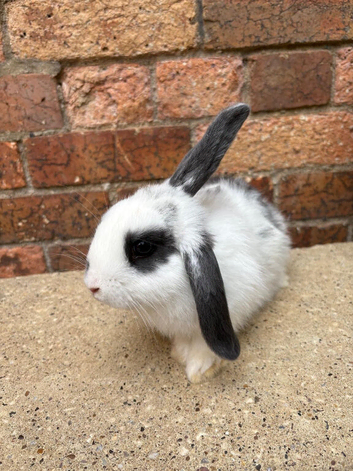 Two male rabbits 6 months