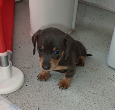Last boy left stunning miniature dachshund