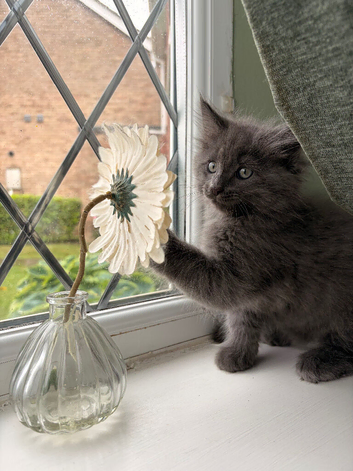 *Now Ready * Ragcoon kittens
