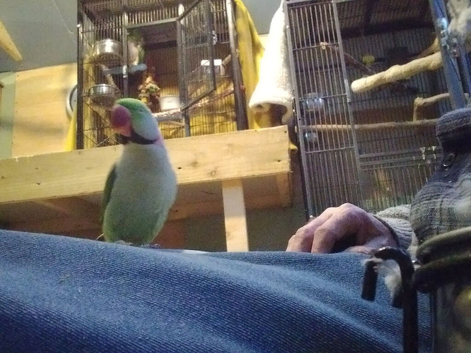 lovely alexanderine parrot,