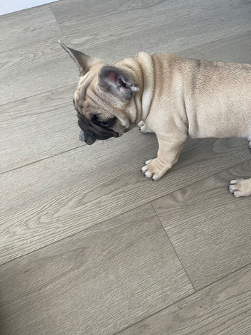 Puppies Looking for a new home
