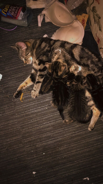 2 beautiful fur baby&rsquo;s left