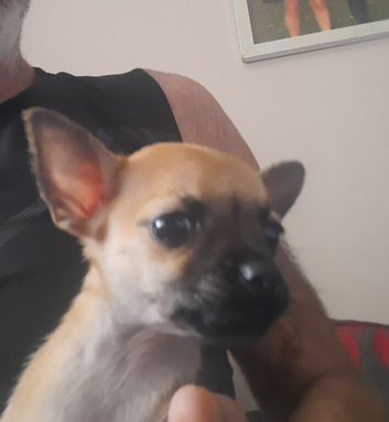 3 beautiful chihuahua puppys