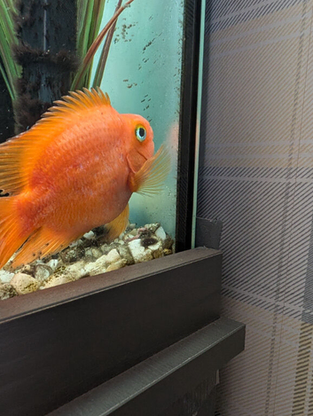 Male blood parrot