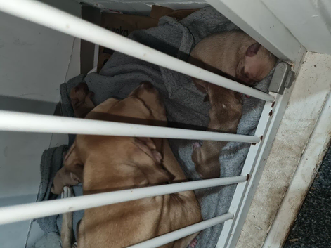 Newborn American Bully's 1 week old