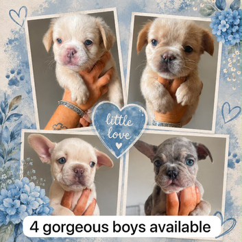 4 Frenchie boys