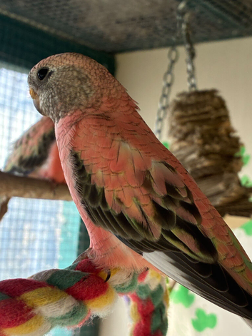 5 beautiful little Rosa Bourkes parakeet&rsquo;s