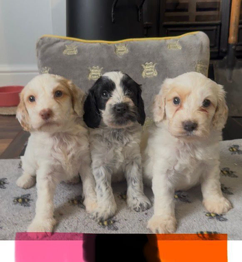 Gorgeous teddy bear faced cockapoos