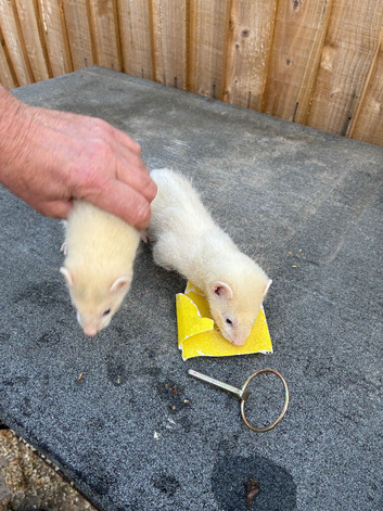 Ferrets