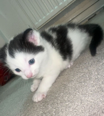 Baby kittens for sale