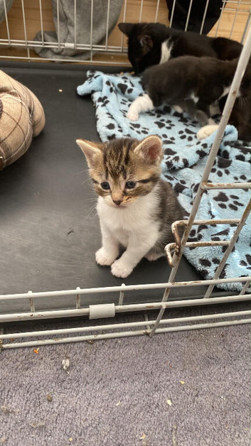 Kittens