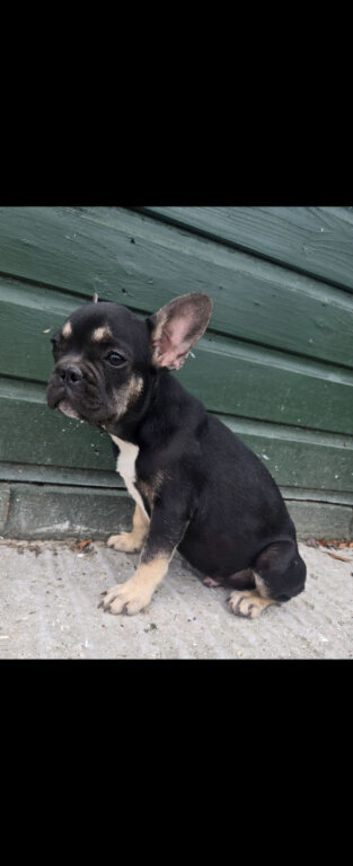 1 French Bulldog puppies left