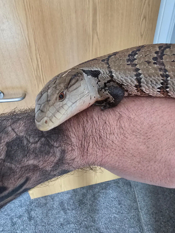 Merauke blue tounge skink