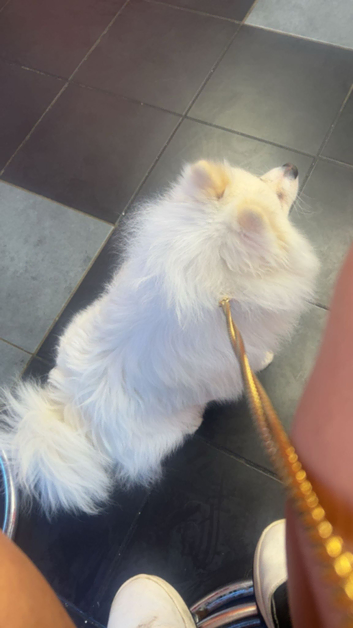 Beautiful white pomeranian