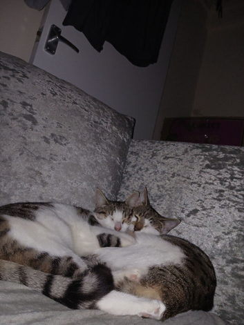 Kittens