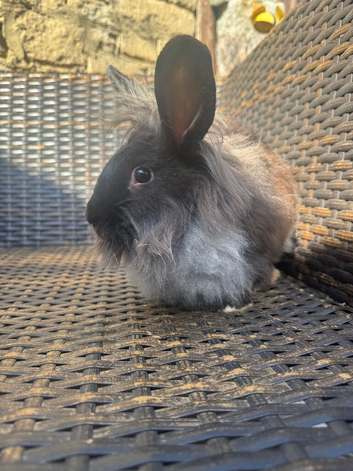 2 girls bunnies