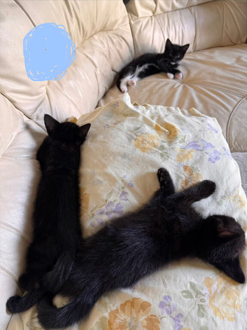 Kittens mixed breed