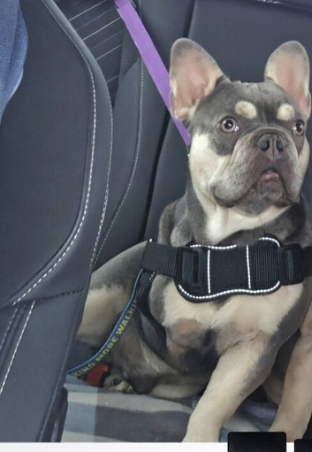 Gorgeous frenchie