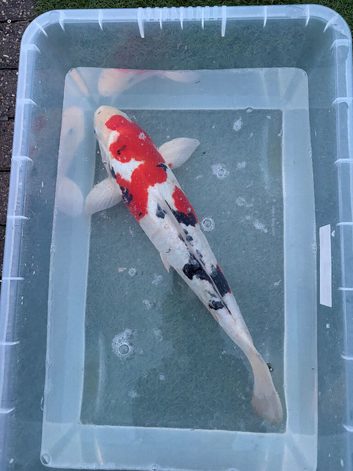 55cm Sanke koi