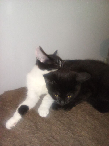 2 kittens black and black and white