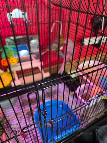 Breedin pair canary with cage and the basic accessories, food bowls and perch and loads of food and treats come with them