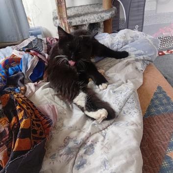 Kitten