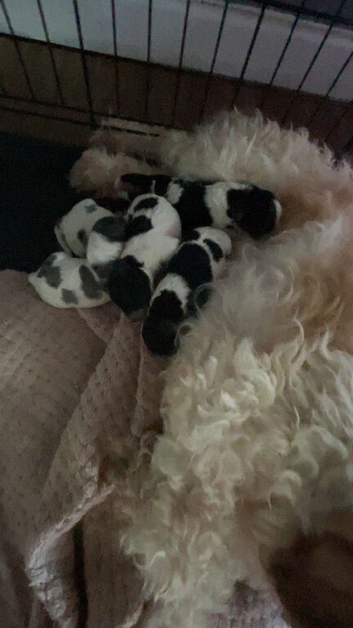 Cavapoo puppies