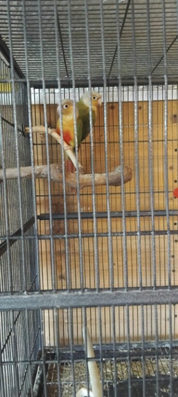 Pair of pineapple conures
