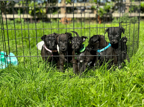 Playful Patterdale puppy&rsquo;s