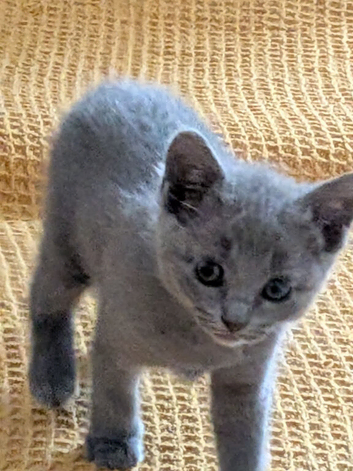 Pure Beautiful Russian Blue Kittens for Sale