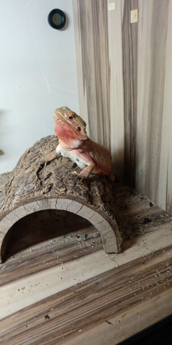 Beautiful red hypo citrus female