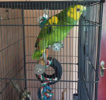 Parrot for sale